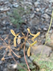 Lomatium brandegeei