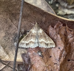 Renia discoloralis