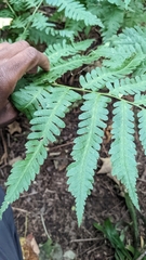 Dryopteris goldieana