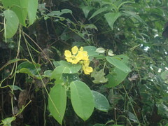 Callaeum macropterum