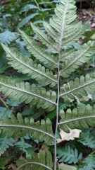 Dryopteris goldieana