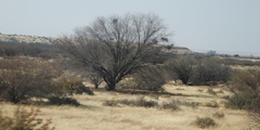 Prosopis glandulosa