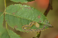 Stigmella anomalella