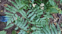 Dryopteris goldieana