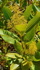 Laurophyllus capensis