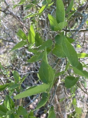 Celtis reticulata