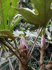 Oreopanax argentatus