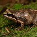 Hewitt's Moss Frog - Photo (c) Tyrone Ping, some rights reserved (CC BY-NC), uploaded by Tyrone Ping