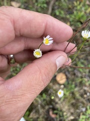 Erigeron strigosus