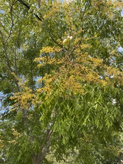 Koelreuteria paniculata