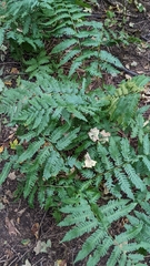 Dryopteris goldieana