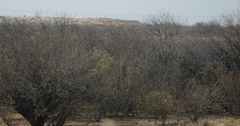 Prosopis glandulosa