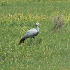 Anthropoides paradiseus