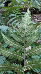 Dryopteris goldieana