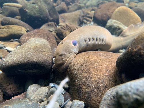 Pacific lamprey (Entosphenus tridentatus) — Petromyzontidae — 2