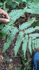Dryopteris goldieana