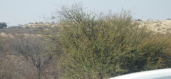 Prosopis glandulosa