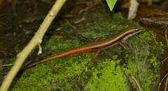 Sphenomorphus dussumieri