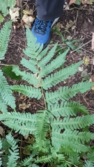 Dryopteris goldieana