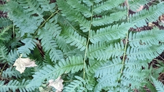 Dryopteris goldieana