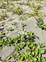 Glehnia littoralis