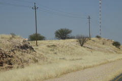 Prosopis glandulosa