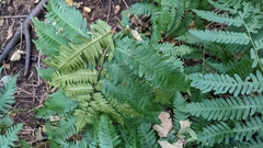 Dryopteris goldieana