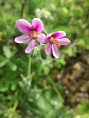 Pelargonium hirtum