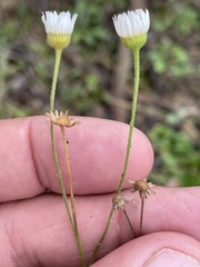 Erigeron strigosus