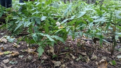 Dryopteris goldieana