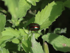 Chrysolina coerulans angelica