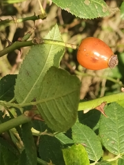 Rosa canina