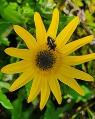Neoeutrapela