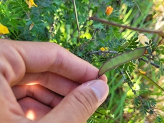 Chamaecrista greggii