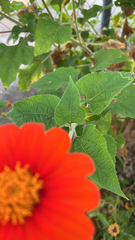 Tithonia rotundifolia