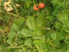Rosa canina