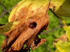 Exochomus quadripustulatus