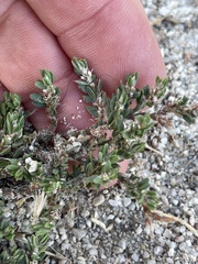 Polygonum aviculare depressum