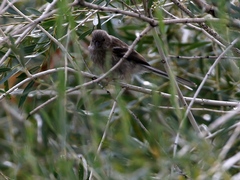 Carpodacus sibiricus