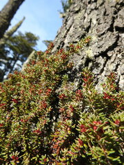 Empetrum rubrum