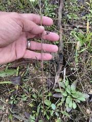 Erigeron strigosus
