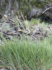 Pseudoroegneria spicata