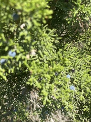 Juniperus ashei