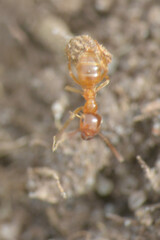 Lasius flavus