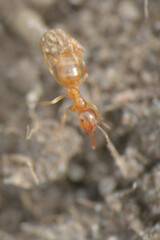 Lasius flavus