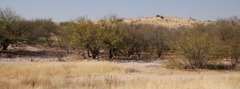 Prosopis glandulosa