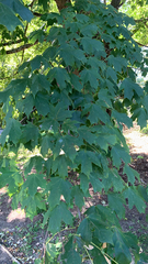 Acer floridanum