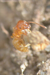 Lasius flavus