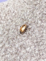 Deraeocoris