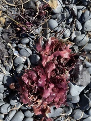 Cryptopleureae